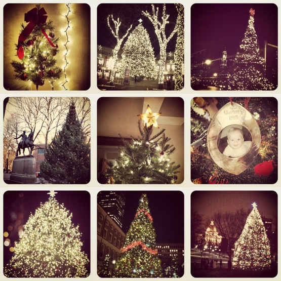 boston christmas trees